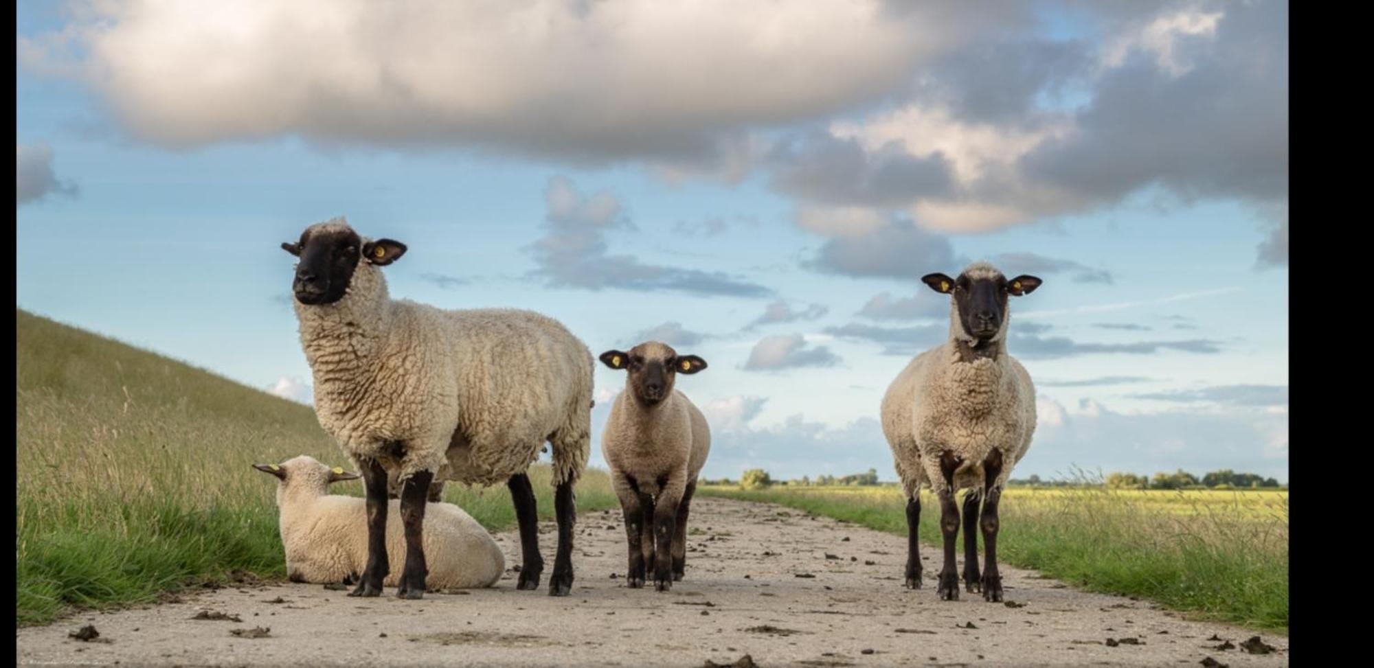 Am Alten Siel Wilhelmshaven Buitenkant foto